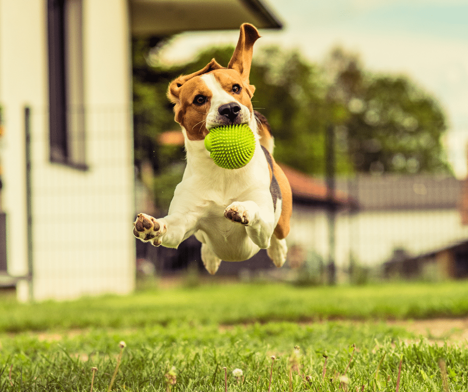 Canine Arthritis – What to avoid