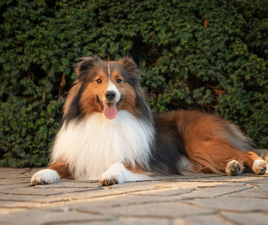 Feeding for Joint Health – a Guide to Nutrition and Supplements for Dogs