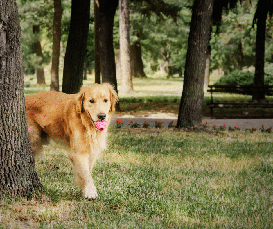 How a Healthy Lifestyle can help your Arthritic Dog
