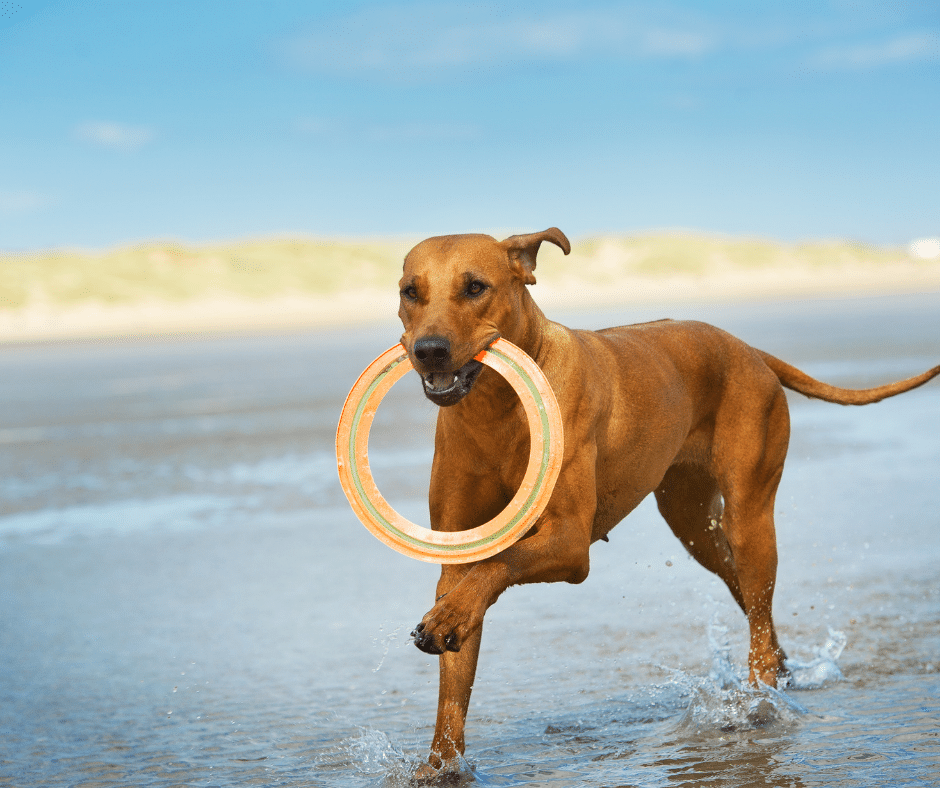 Canine Arthritis – What Exactly Is It?