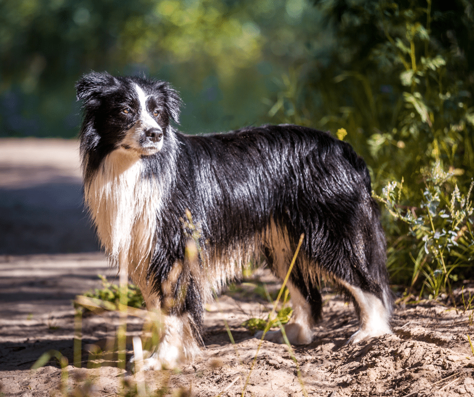 The Prevalence of Arthritis in Dogs