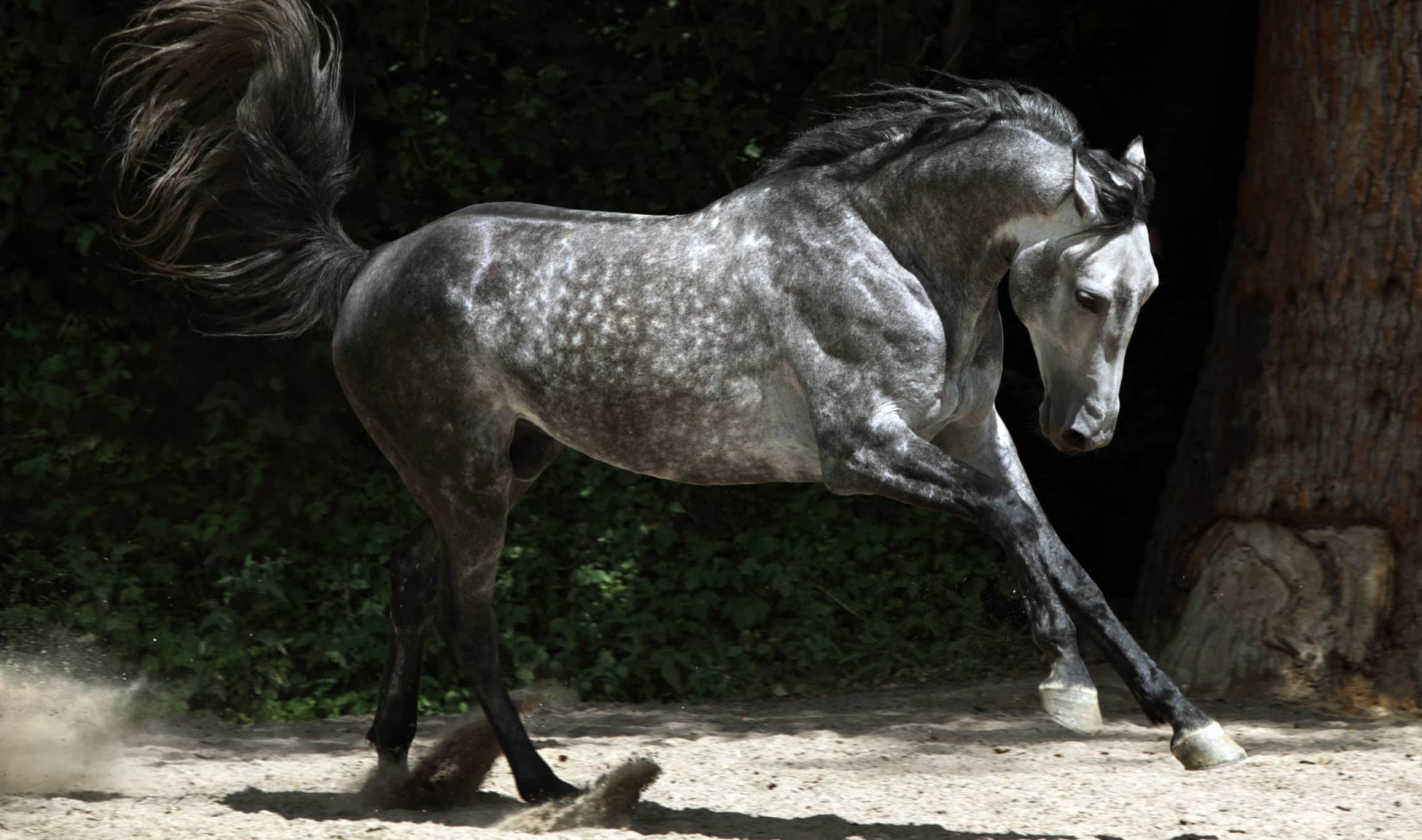 Does My Horse Need a Joint Health Supplement?