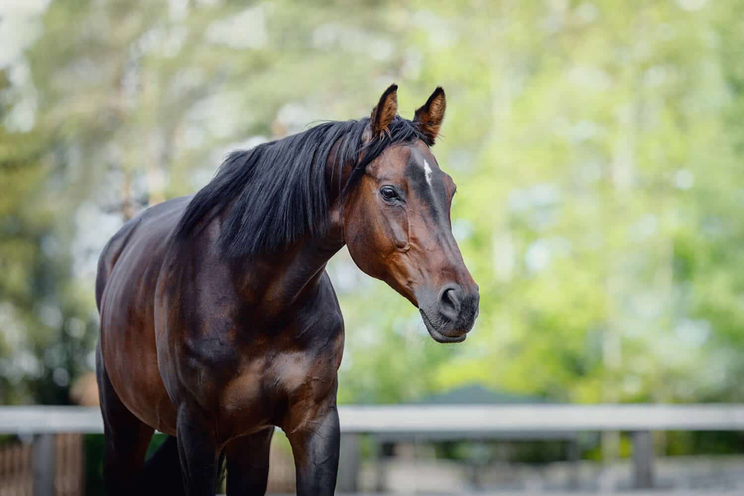 Arthritis in Horses – What Do You Need to Know?