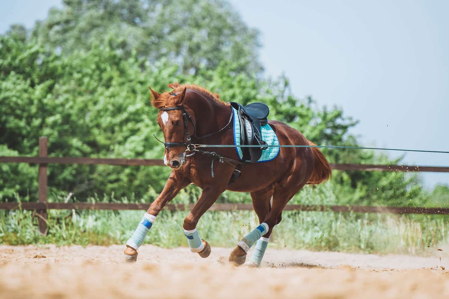 Is My Horse Lame?