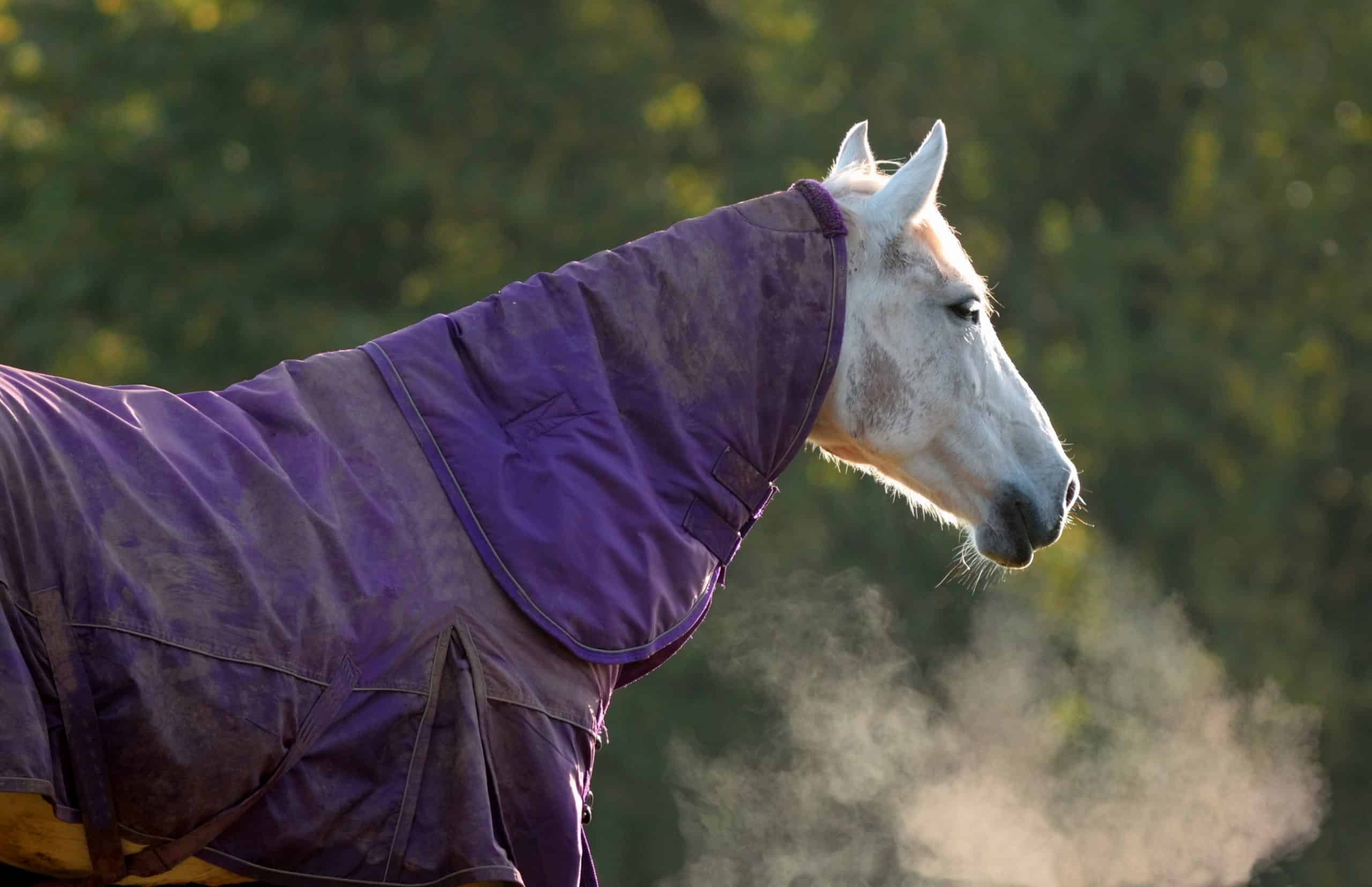 How to Get Your Senior Horse Ready for Winter